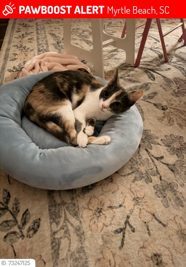 Lost Female Cat last seen The Lakes neighborhood off Holmestown Rd, Myrtle Beach, SC 29588