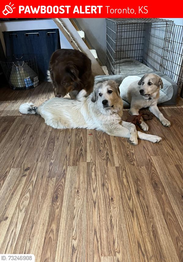 Lost Male Dog last seen 25th rd and gull road, Toronto, KS 66777