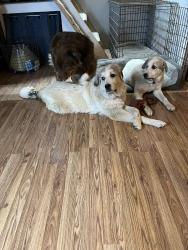 Lost Male Dog last seen 25th rd and gull road, Toronto, KS 66777