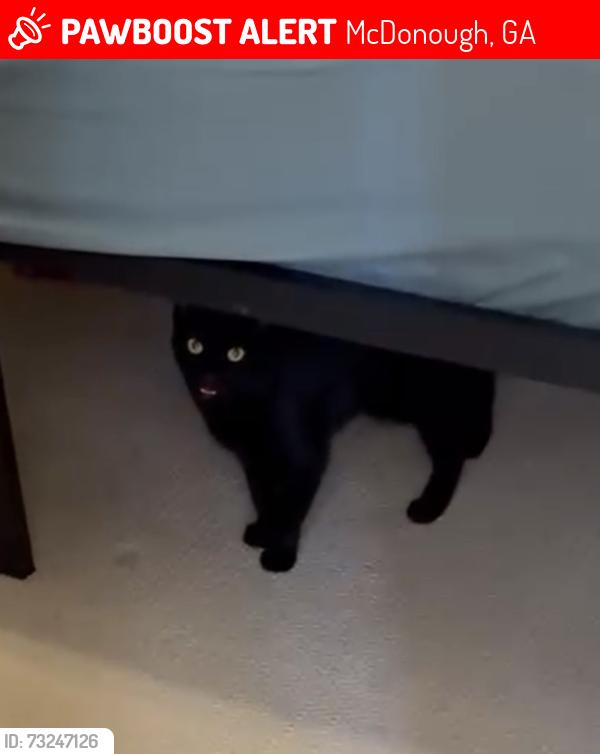 Lost Female Cat last seen Brannan Rd, McDonough, GA 30253