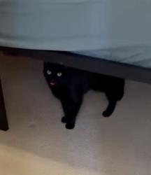 Lost Female Cat last seen Brannan Rd, McDonough, GA 30253