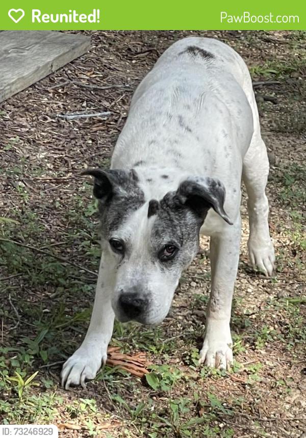 Reunited Male Dog last seen Harrison Pike and Lakeshore Tr, Chattanooga, TN 37416