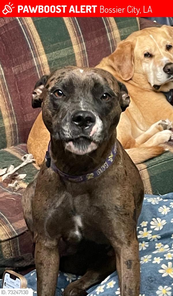 Lost Female Dog last seen Fast Eddie's bossier city, Bossier City, LA 71112