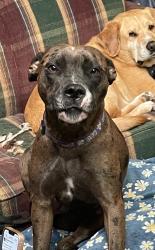 Lost Female Dog last seen Fast Eddie's bossier city, Bossier City, LA 71112