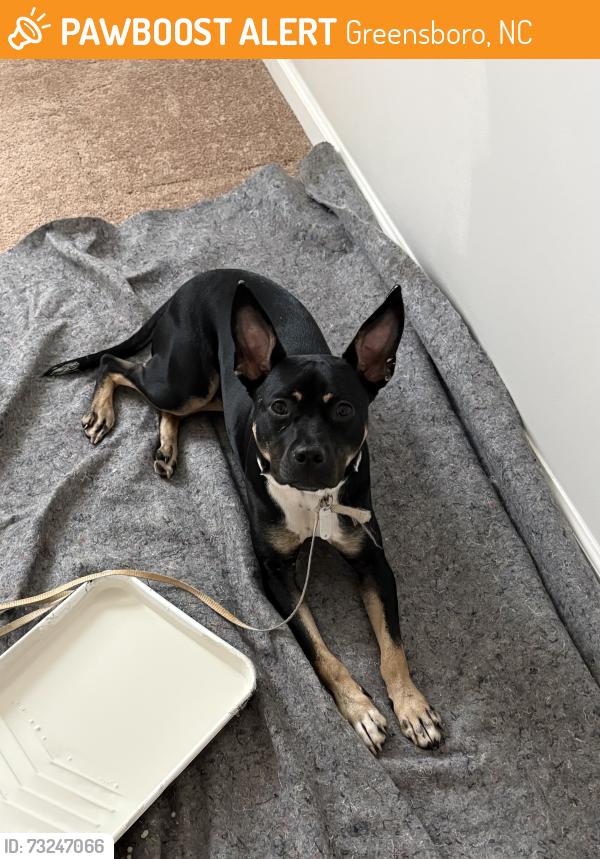 Found/Stray Male Dog last seen Hornaday Rd about a mile off of Guildford College Rd., Greensboro, NC 27407