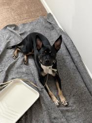 Found/Stray Male Dog last seen Hornaday Rd about a mile off of Guildford College Rd., Greensboro, NC 27407