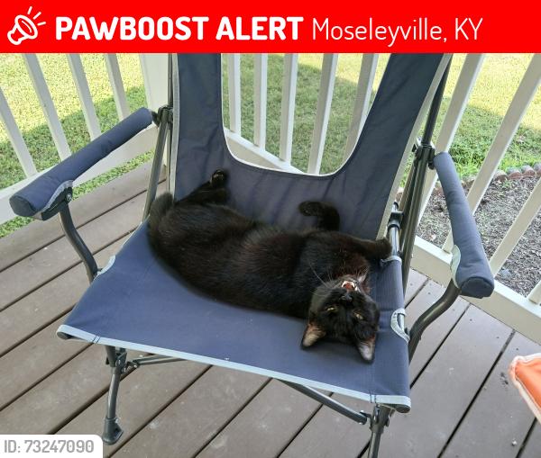 Lost Male Cat last seen Wellington, paws and claws, Owensboro, KY 42303