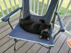 Lost Male Cat last seen Wellington, paws and claws, Owensboro, KY 42303