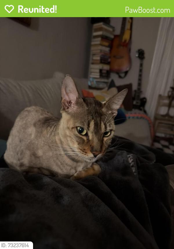 Reunited Unknown Cat last seen 47th street and Adeleine, Emeryville, CA 94608