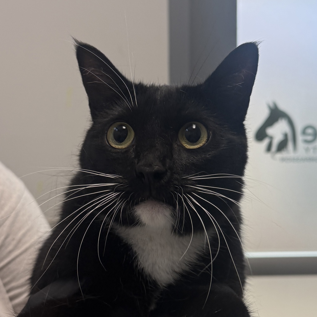 Shelter Stray Female Cat last seen UNK, San Diego, CA, 92114, 5500 Gaines St, San Diego, CA 92110, USA