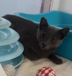 Shelter Stray Male Cat last seen Arbodar Road, San Diego, CA, 92154, 5500 Gaines St, San Diego, CA 92110, USA