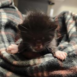 Shelter Stray Male Cat last seen backyard by itself no mom around, OAKLAND, CA, 94621, 8323 Baldwin St, Oakland, CA 94621, USA