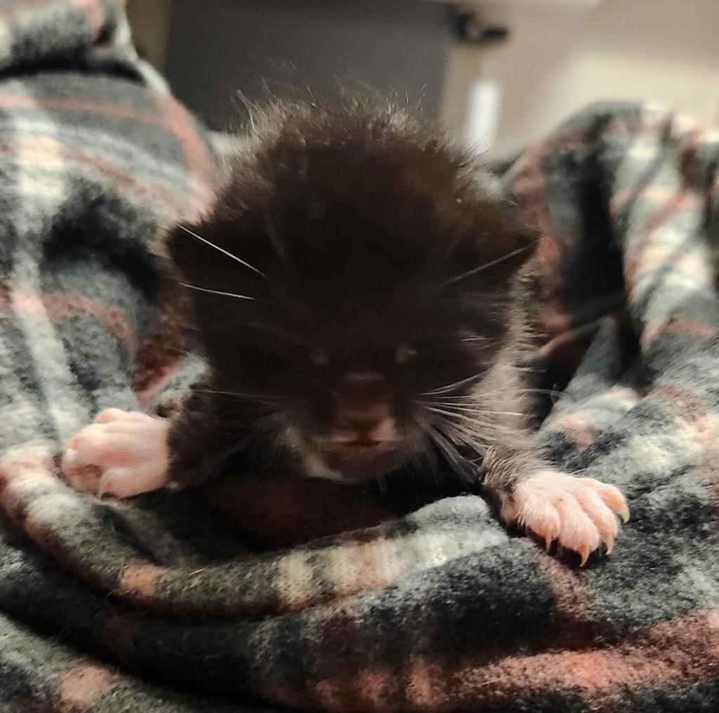 Shelter Stray Male Cat last seen backyard by itself no mom around, OAKLAND, CA, 94621, 8323 Baldwin St, Oakland, CA 94621, USA