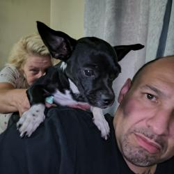 Lost Male Dog last seen Mountain and marshell street, San Bernardino, CA 92404