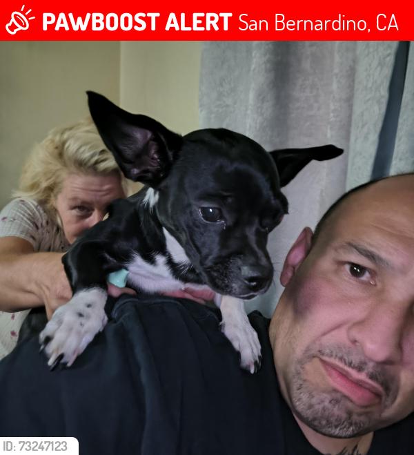 Lost Male Dog last seen Mountain and marshell street, San Bernardino, CA 92404
