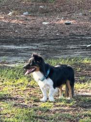 Found/Stray Unknown Dog last seen Lizards thicket, Columbia, SC 29229