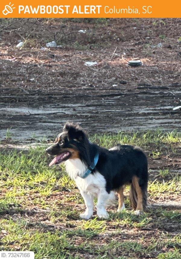 Found/Stray Unknown Dog last seen Lizards thicket, Columbia, SC 29229