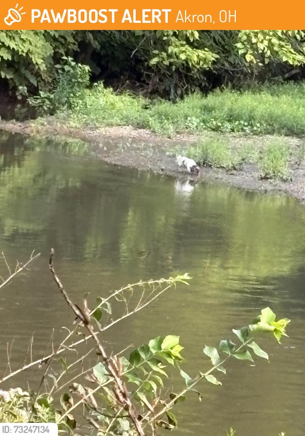 Found/Stray Unknown Dog last seen Across from the tow path and the missing link trail at the confluence, Akron, OH 44310