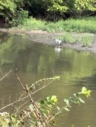 Found/Stray Unknown Dog last seen Across from the tow path and the missing link trail at the confluence, Akron, OH 44310