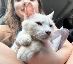 Reunited Male Cat last seen Berry Garden Drive by smiley driving range, Kernersville, NC 27284