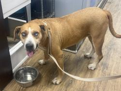 Found/Stray Female Dog last seen Academy and Airport, Colorado Springs, CO 80910