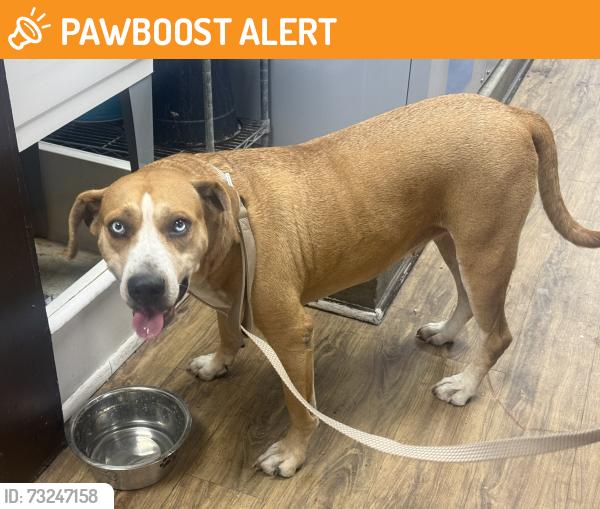 Found/Stray Female Dog last seen Academy and Airport, Colorado Springs, CO 80910