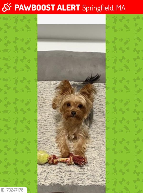 Lost Female Dog last seen Near Cadwell Dr Springfield MA, Springfield, MA 01104