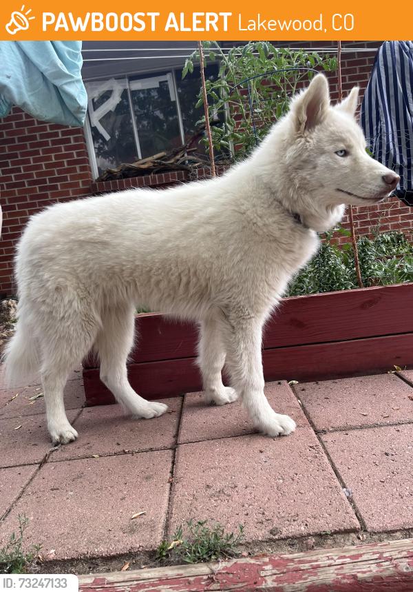Found/Stray Female Dog last seen Flordia Ave and S Zephyr St, Lakewood, CO 80232