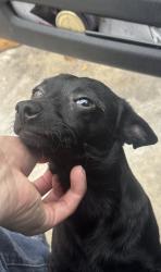 Lost Male Dog last seen H street, Las Vegas, NV 89106