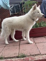 Found/Stray Female Dog last seen Flordia Ave and S Zephyr St, Lakewood, CO 80232