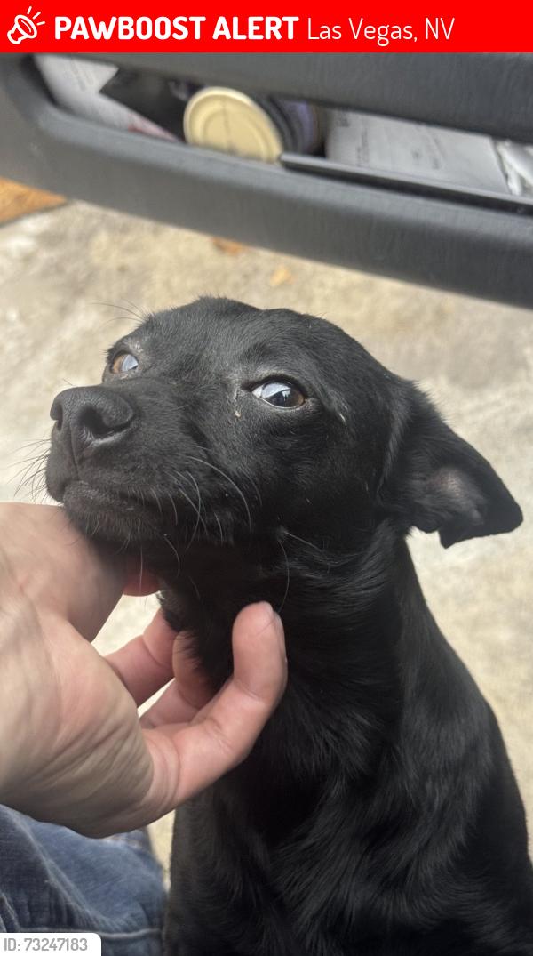 Lost Male Dog last seen H street, Las Vegas, NV 89106