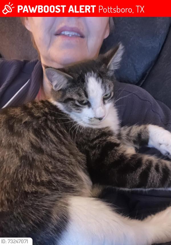 Lost Male Cat last seen Spanish trail and shadow lane, Pottsboro, TX 75076