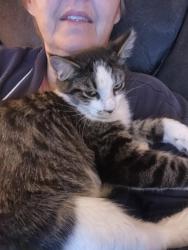 Lost Male Cat last seen Spanish trail and shadow lane, Pottsboro, TX 75076