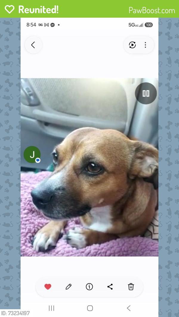 Reunited Female Dog last seen Stone Road Bethel Island, Bethel Island, CA 94511