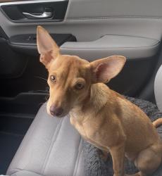 Reunited Female Dog last seen Crested Hill Lane, Cypress, TX 77433