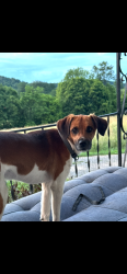 Lost Male Dog last seen Clinch Vally RD, Hawkins County, TN 37869
