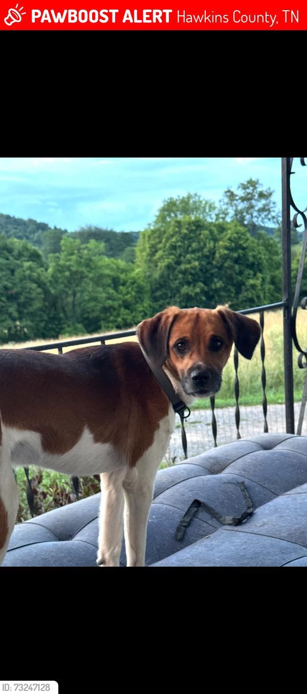 Lost Male Dog last seen Clinch Vally RD, Hawkins County, TN 37869