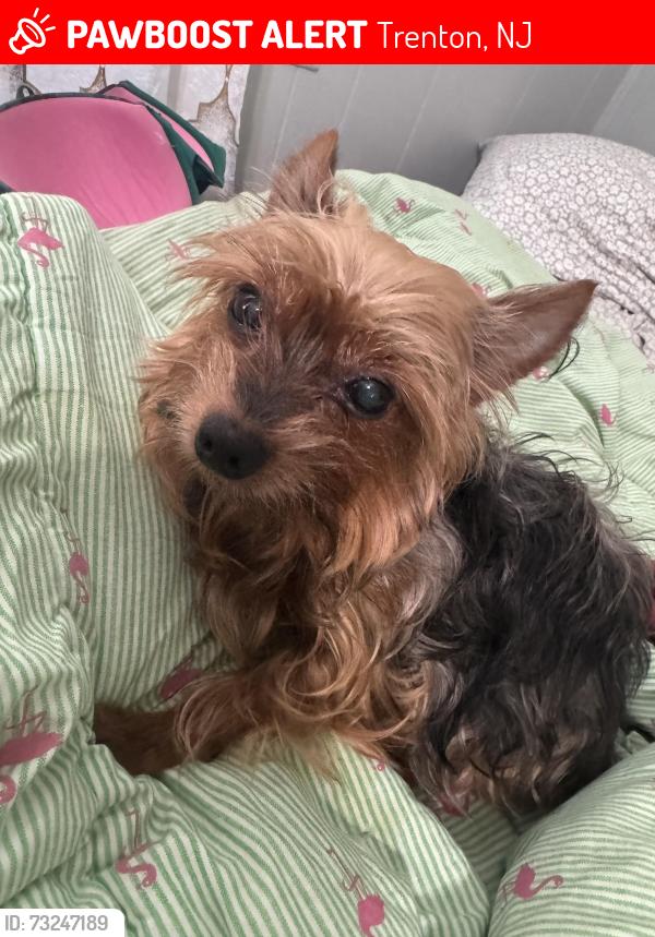 Lost Female Dog last seen Near Bayard Street, Trenton, NJ 08611