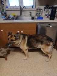 Lost Male Dog last seen Monument road, Hamburg, PA 19526