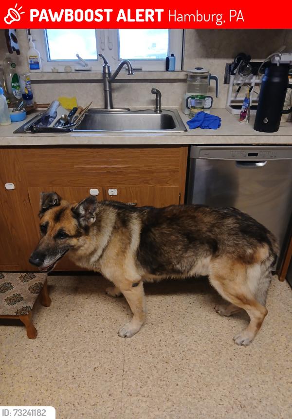 Lost Male Dog last seen Monument road, Hamburg, PA 19526