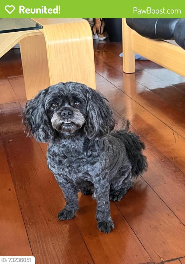 Reunited Male Dog last seen Logan rd, Woolloongabba, QLD 4102