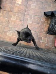 Lost Male Dog last seen Hardy St, Inglewood, CA 90301