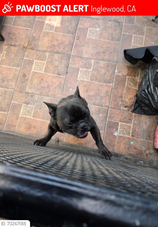 Lost Male Dog last seen Hardy St, Inglewood, CA 90301