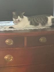 Lost Female Cat last seen Central street, East Bridgewater, MA 02333