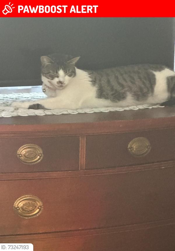 Lost Female Cat last seen Central street, East Bridgewater, MA 02333