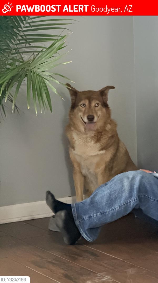 Lost Female Dog last seen Lower Buckeye and 159th ave, Goodyear, AZ 85323