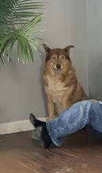Lost Female Dog last seen Lower Buckeye and 159th ave, Goodyear, AZ 85323