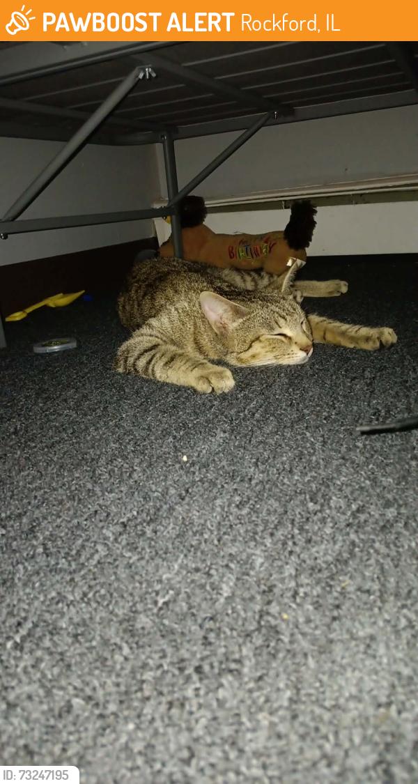 Found/Stray Male Cat last seen Belmont blvd and hammilton, Rockford, IL 61103