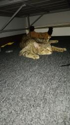Found/Stray Male Cat last seen Belmont blvd and hammilton, Rockford, IL 61103