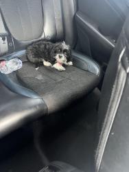 Lost Female Dog last seen Margareta st, Detroit, MI 48221
